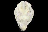 Fossil Oreodont (Leptauchenia) Skull - Wyoming #176506-2